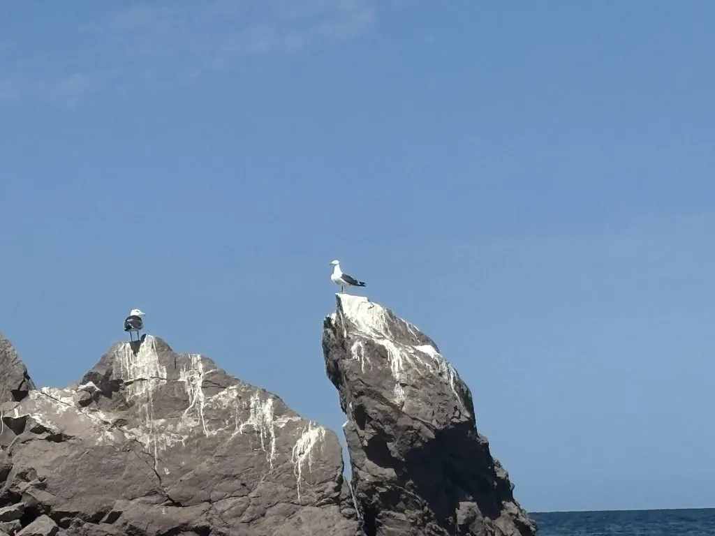 黄脚鸥(Larus livens)