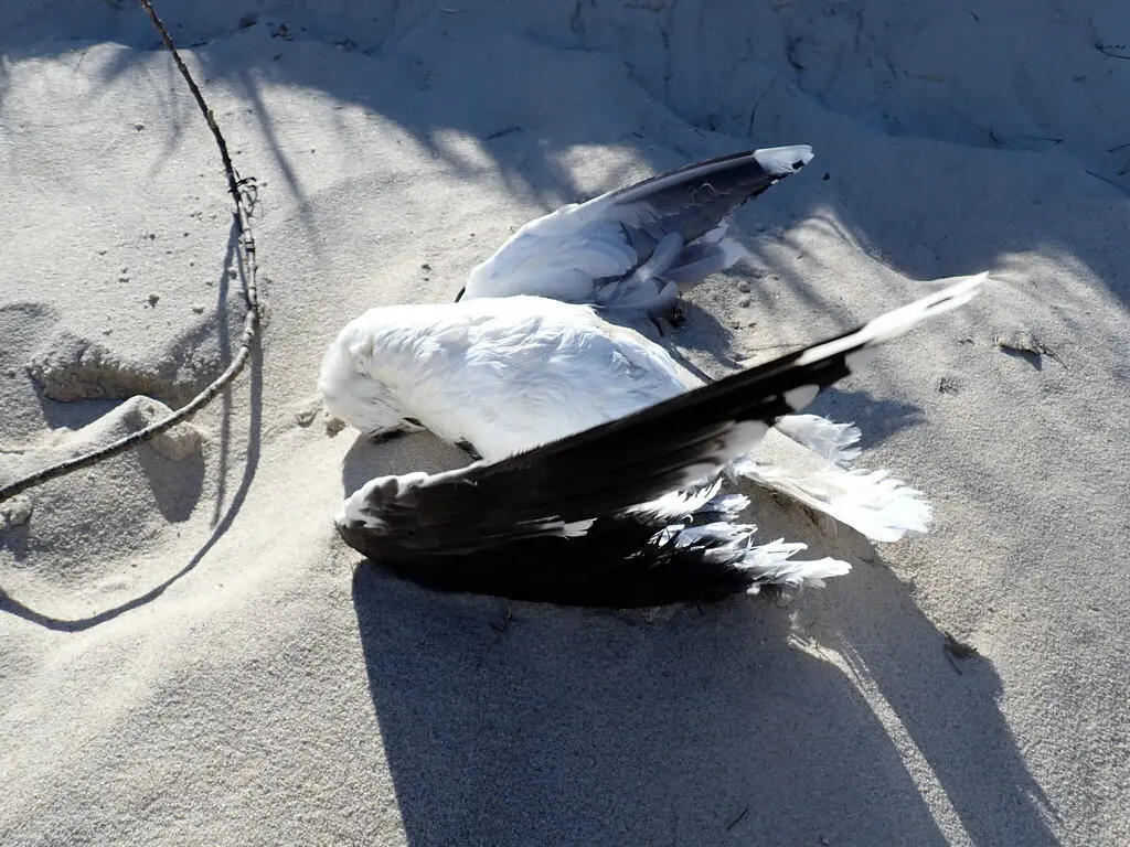 大黑背鸥(Larus marinus)