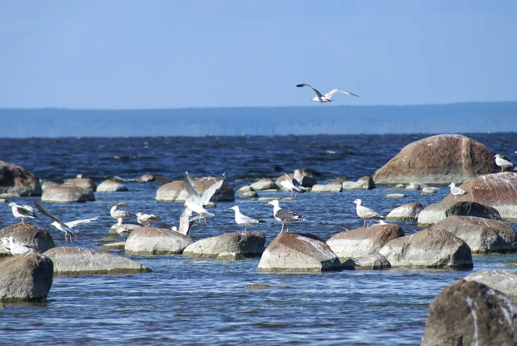 大黑背鸥(Larus marinus)