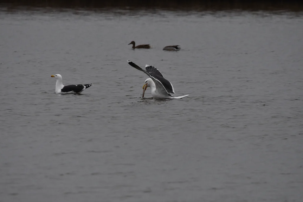大黑背鸥(Larus marinus)