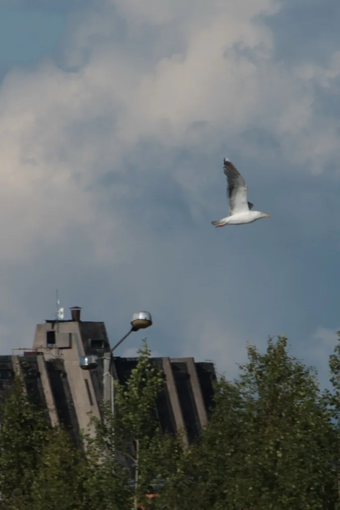 大黑背鸥(Larus marinus)