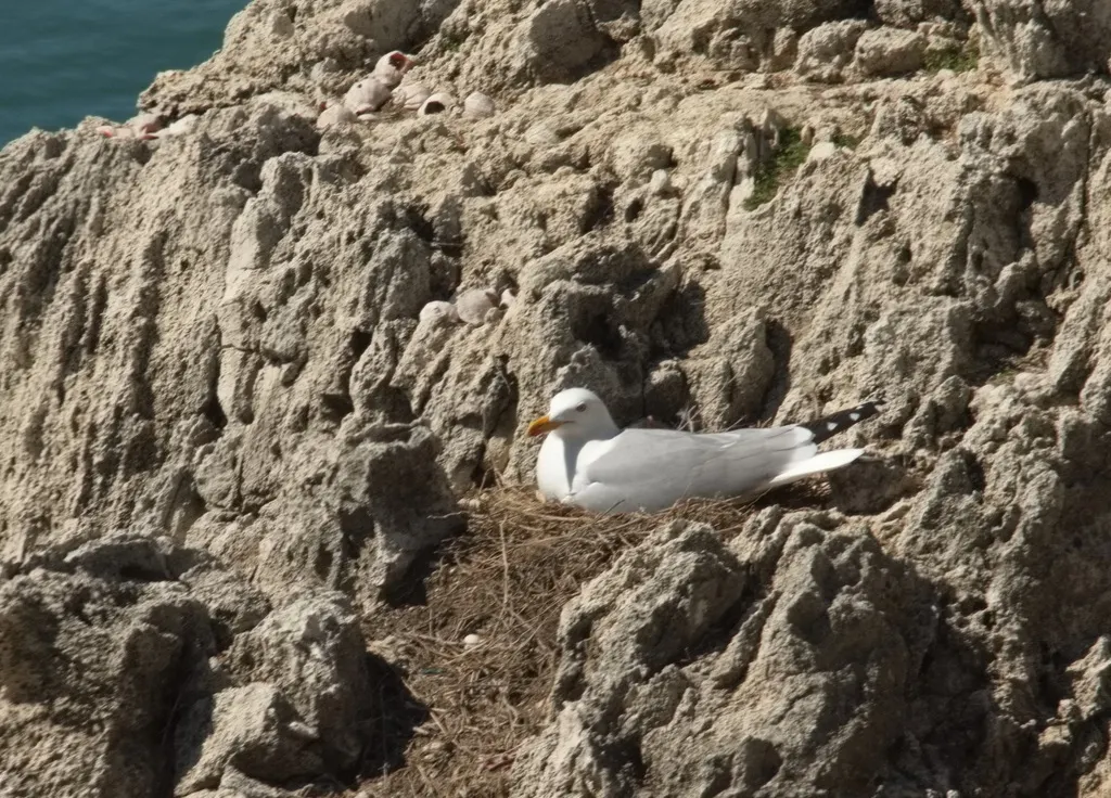 黄腿银鸥（Larus michahellis）