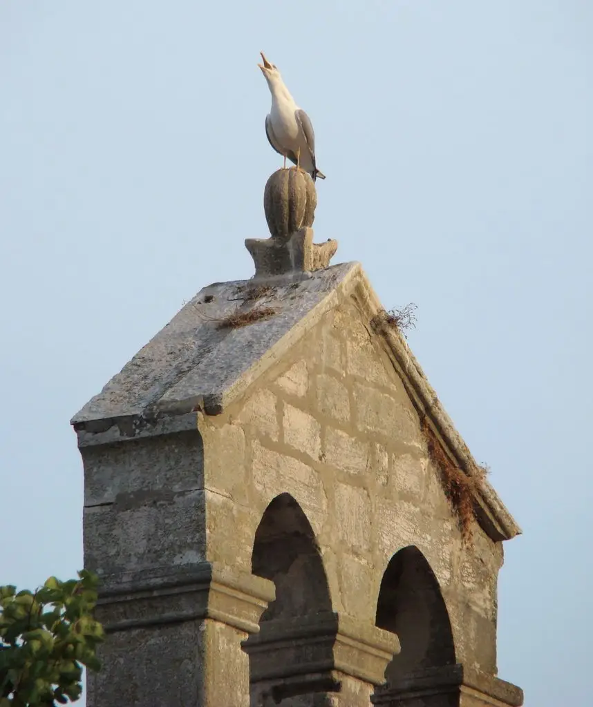 黄腿银鸥（Larus michahellis）