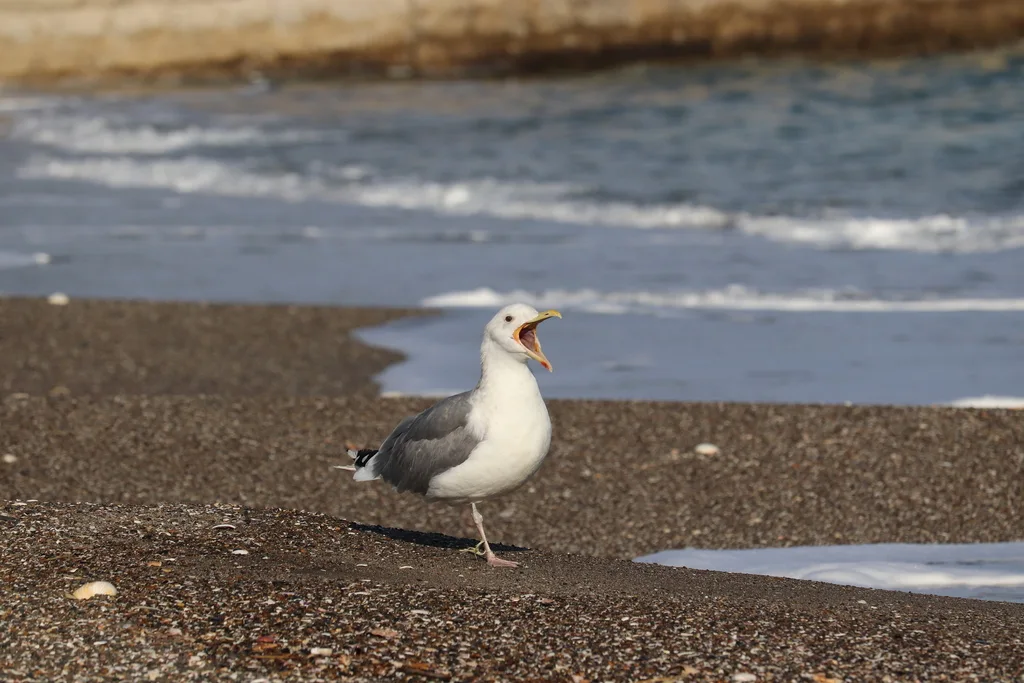 蒙古银鸥(Larus mongolicus)