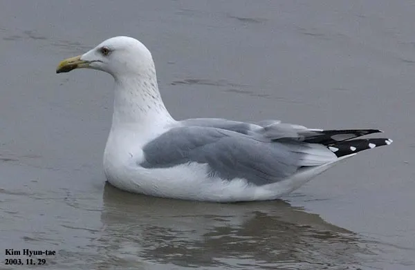 蒙古银鸥(Larus mongolicus)