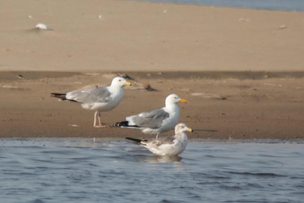 蒙古银鸥(Larus mongolicus)