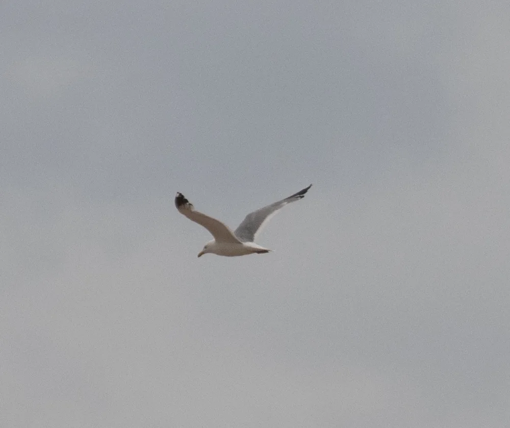 蒙古银鸥(Larus mongolicus)