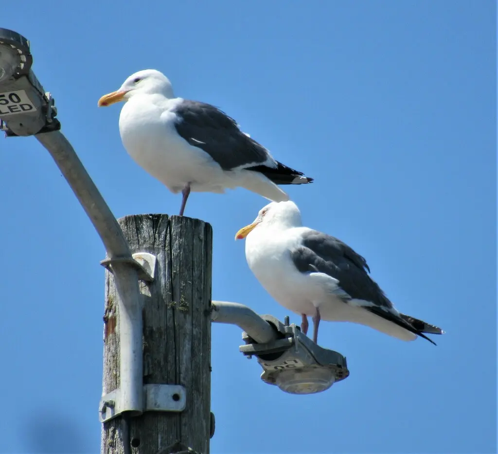 西美鸥(Larus occidentalis)