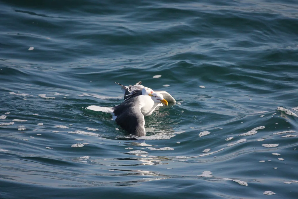 西美鸥(Larus occidentalis)
