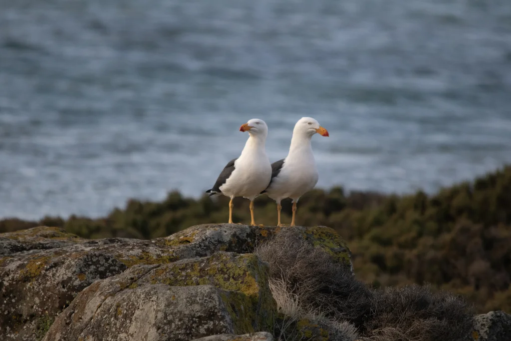 太平洋鸥(Larus pacificus)