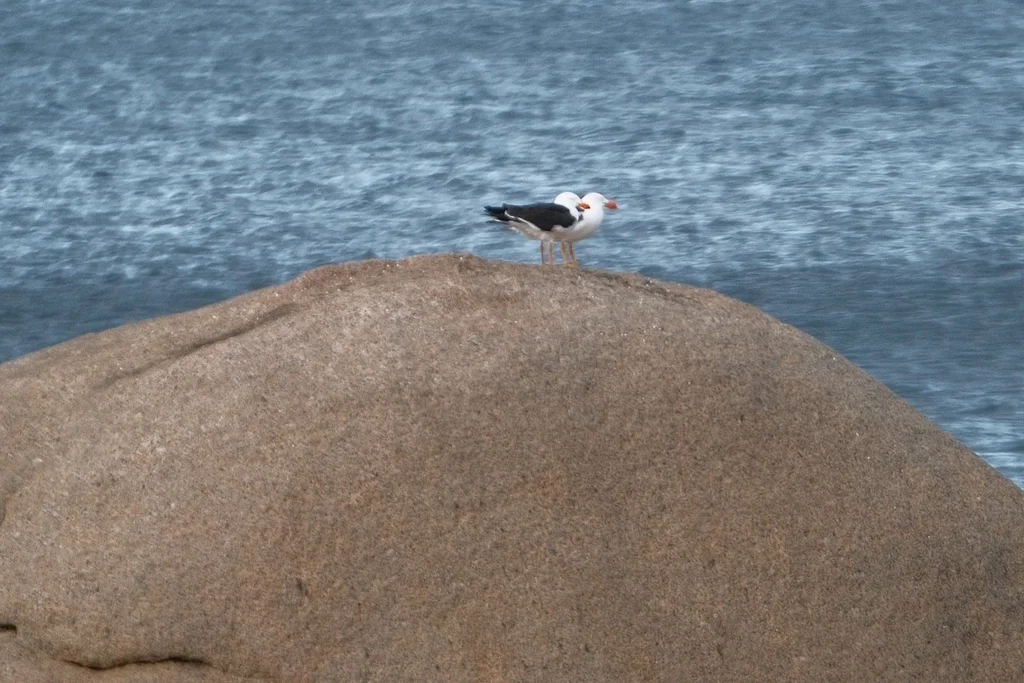 太平洋鸥(Larus pacificus)