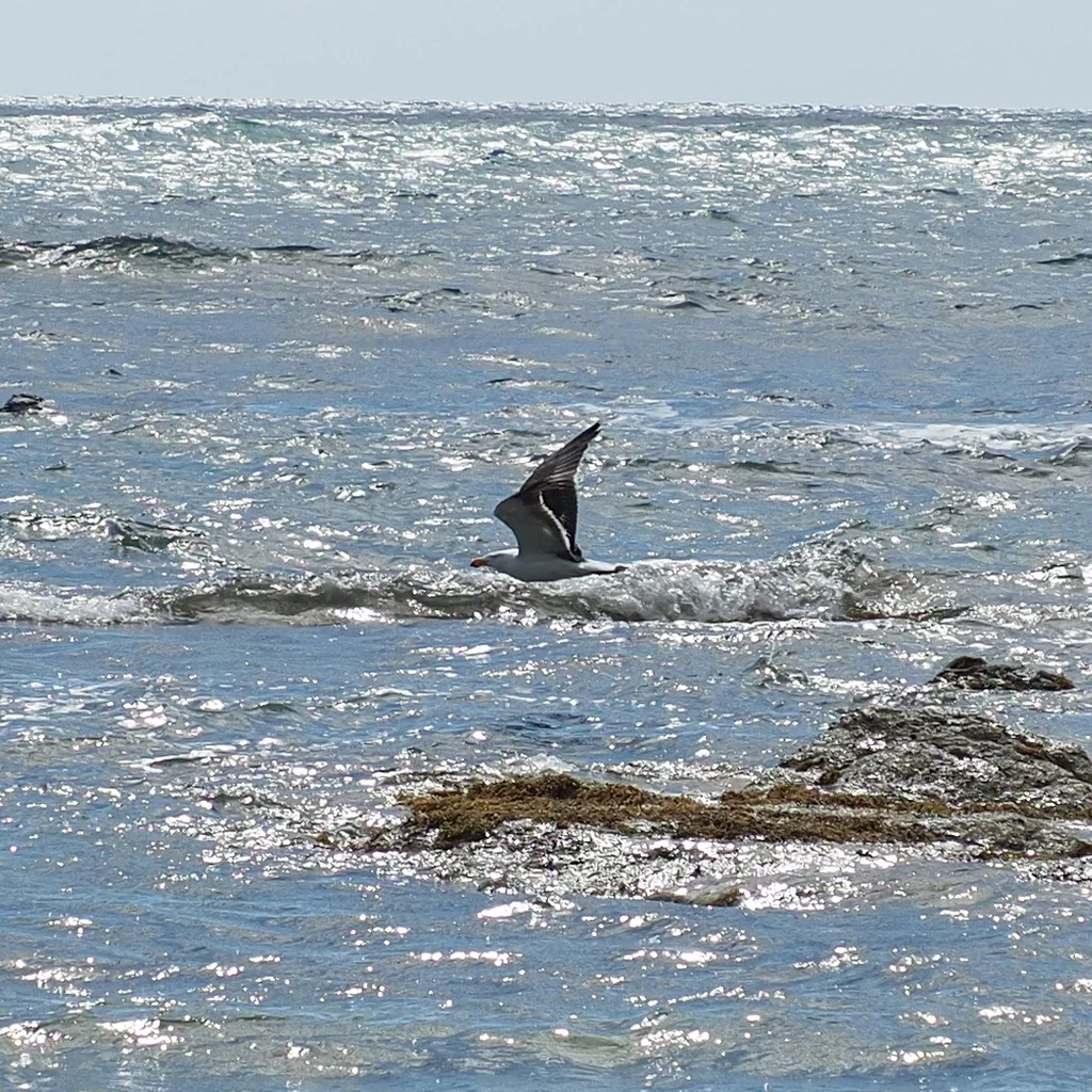 太平洋鸥(Larus pacificus)