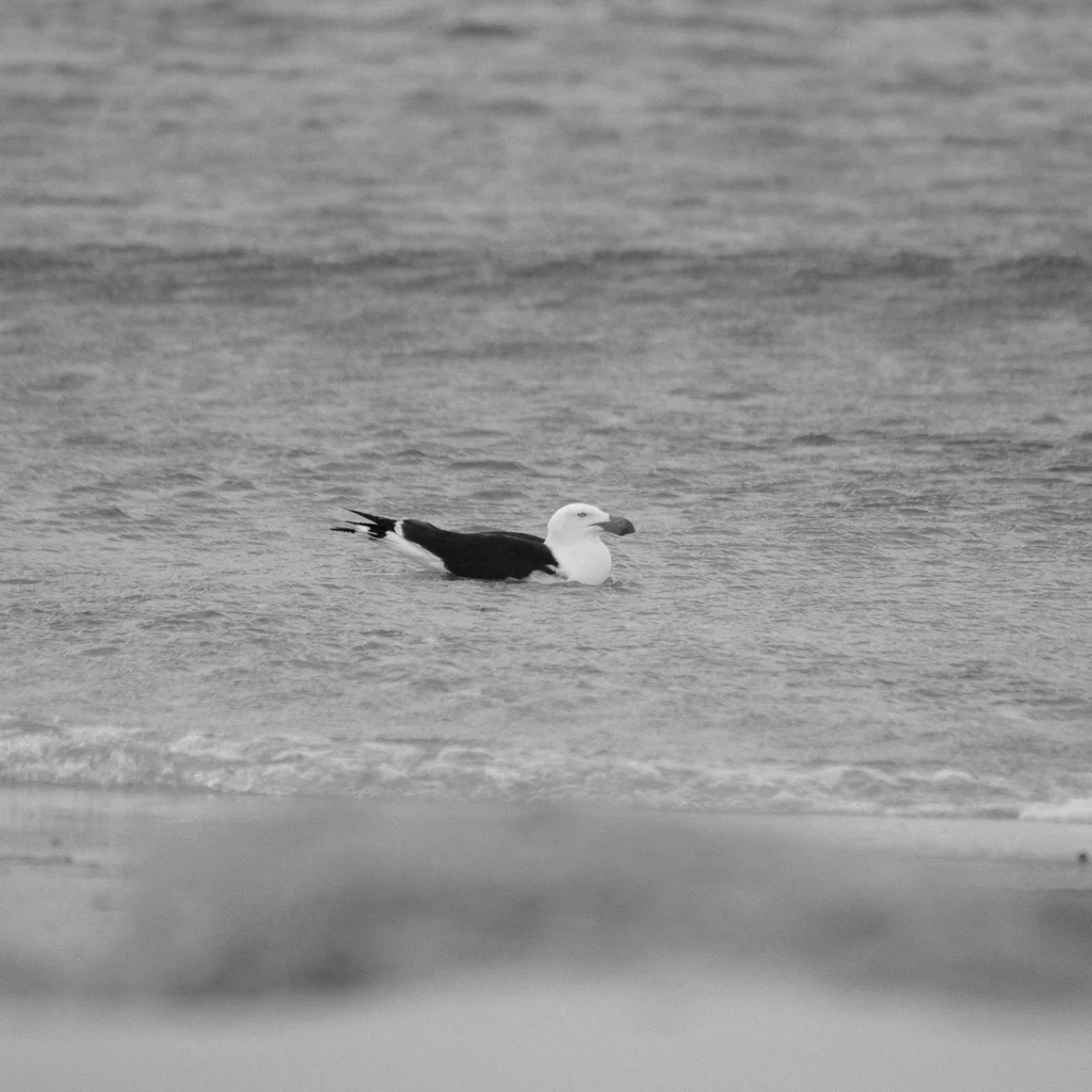 太平洋鸥(Larus pacificus)