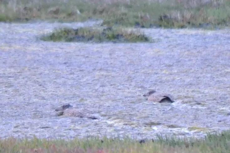 太平洋鸥(Larus pacificus)