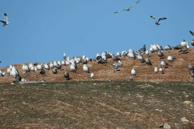 灰背鸥(Larus schistisagus)