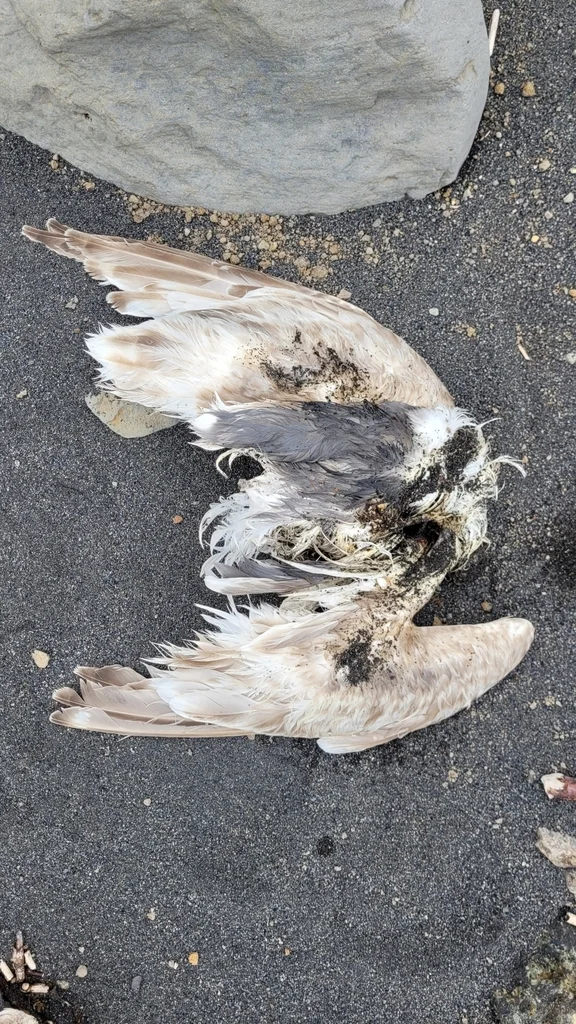 灰背鸥(Larus schistisagus)