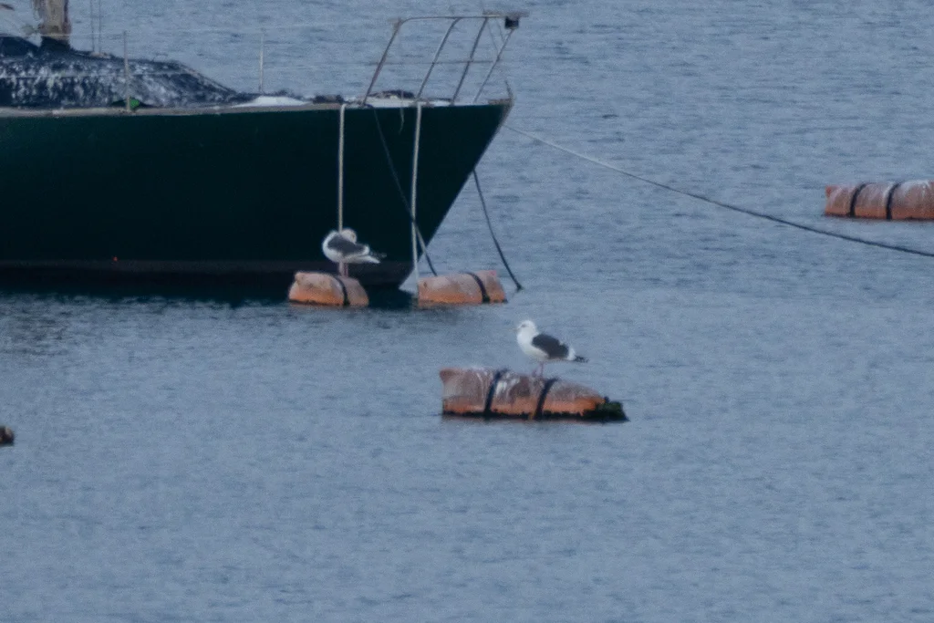 灰背鸥(Larus schistisagus)
