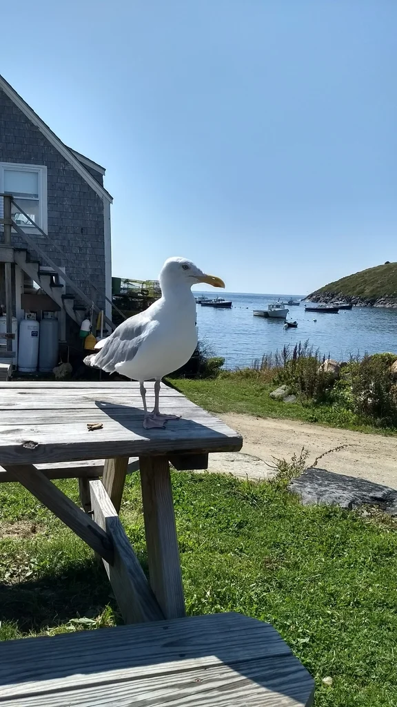美洲银鸥(Larus smithsonianus)