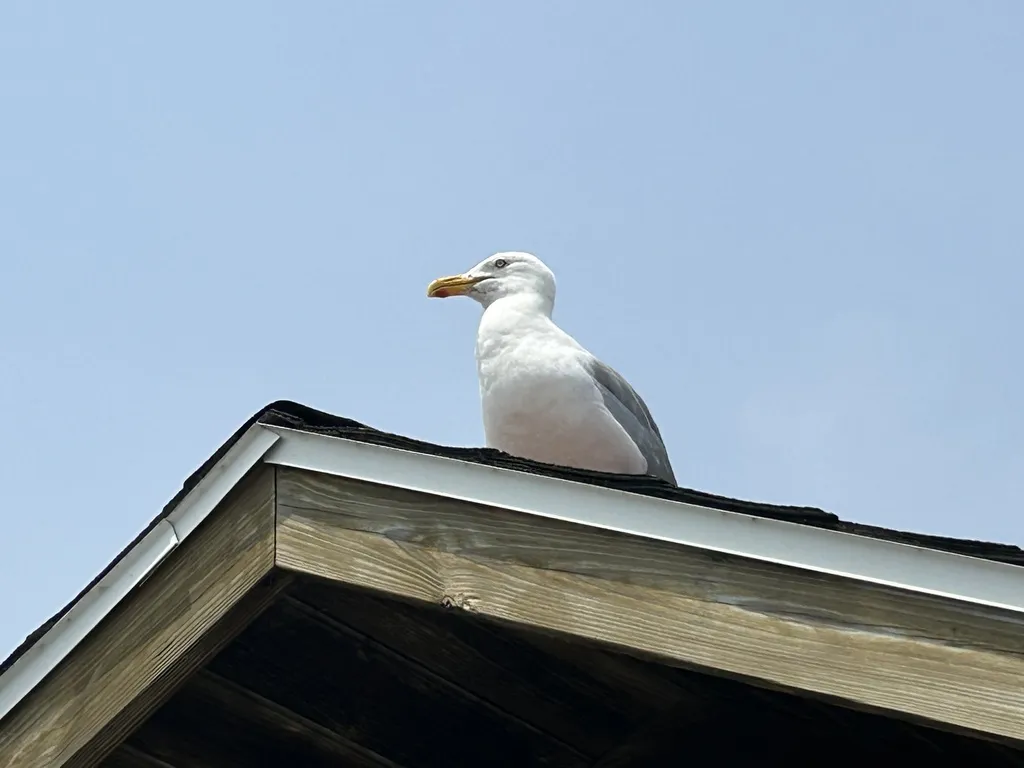 美洲银鸥(Larus smithsonianus)