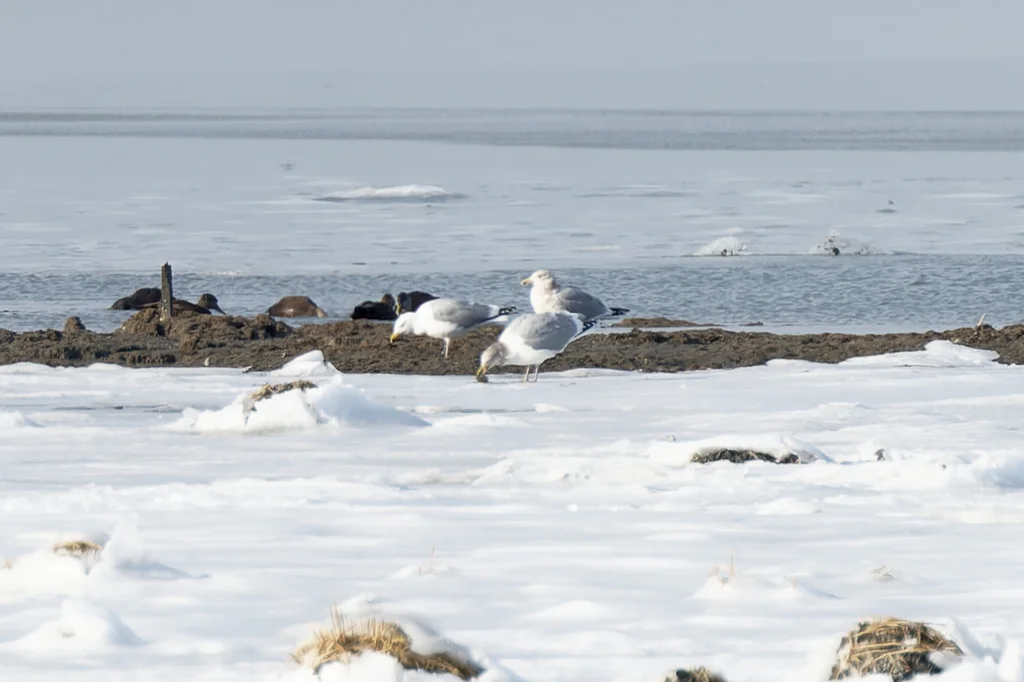美洲银鸥(Larus smithsonianus)