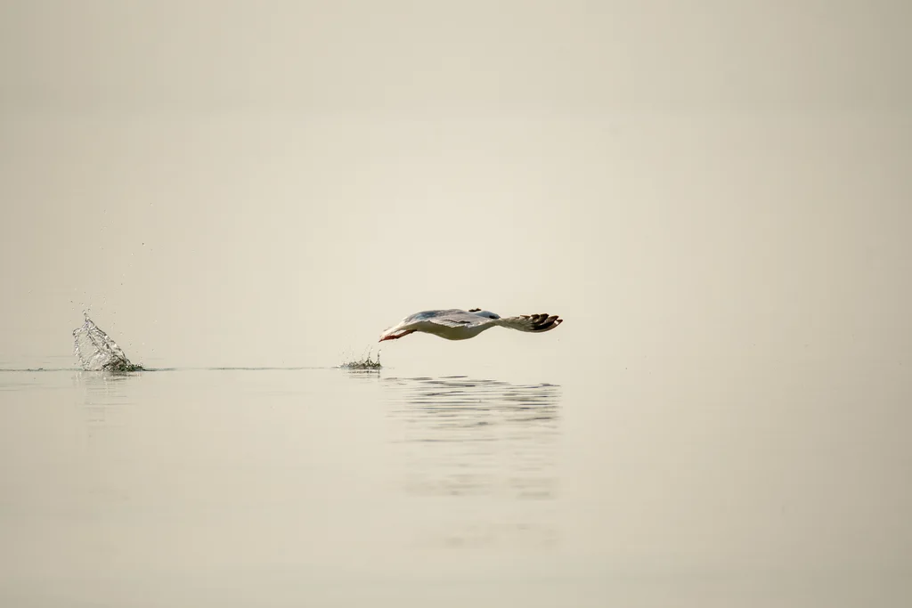 美洲银鸥(Larus smithsonianus)