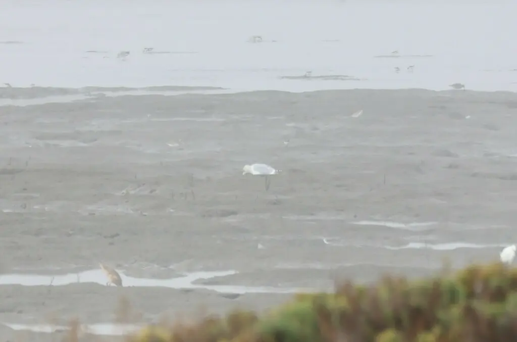 美洲银鸥(Larus smithsonianus)