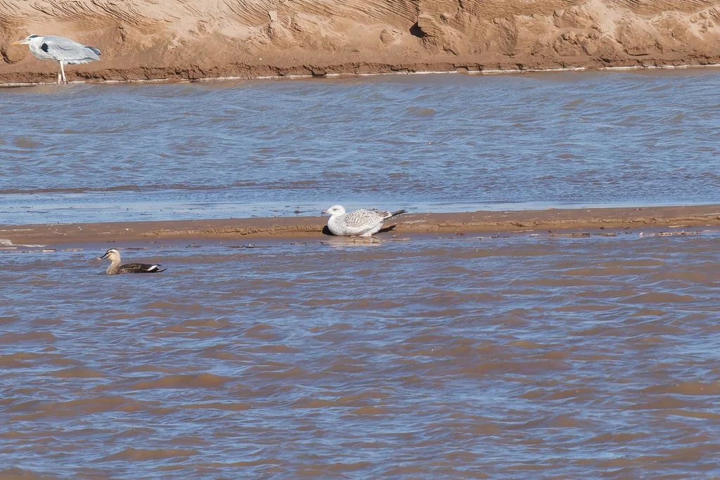 西伯利亚银鸥(Larus vegae)