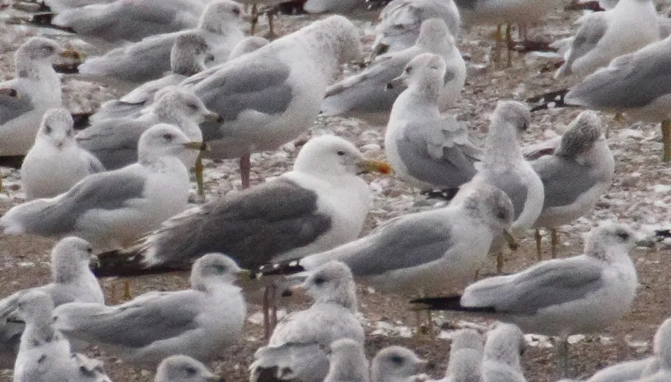 西伯利亚银鸥(Larus vegae)