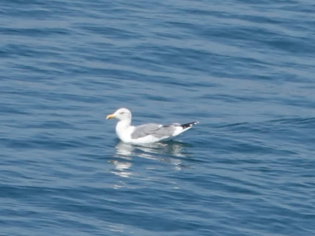 西伯利亚银鸥(Larus vegae)