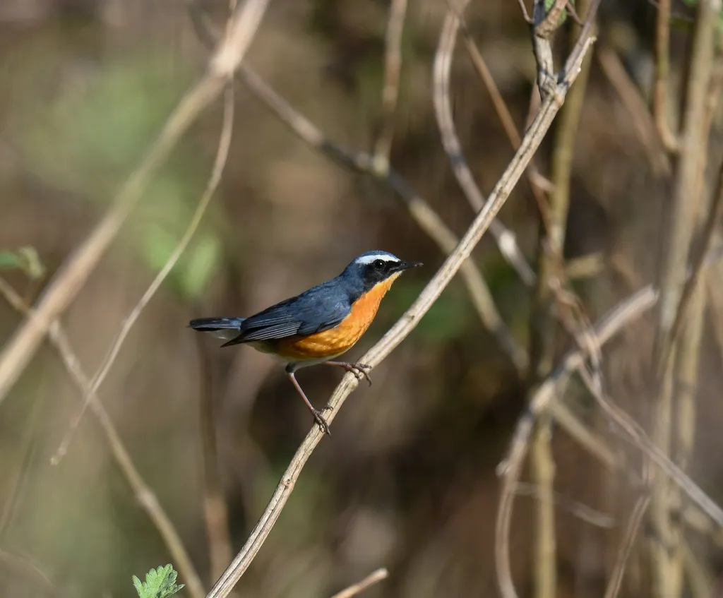 栗腹歌鸲(Larvivora brunnea)