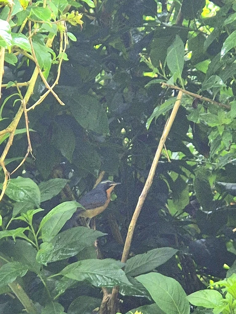 栗腹歌鸲(Larvivora brunnea)