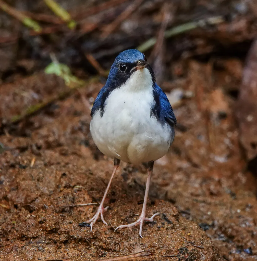 蓝歌鸲(Larvivora cyane)