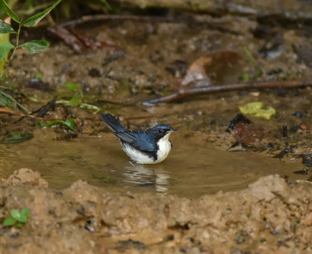 蓝歌鸲(Larvivora cyane)