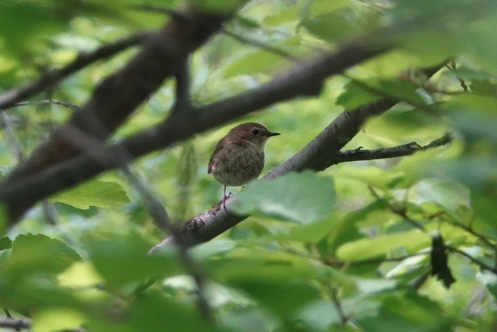 红尾歌鸲（Larvivora sibilans）
