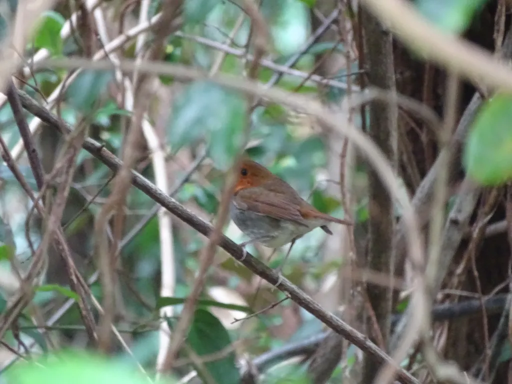 伊岛歌鸲(Larvivora tanensis)