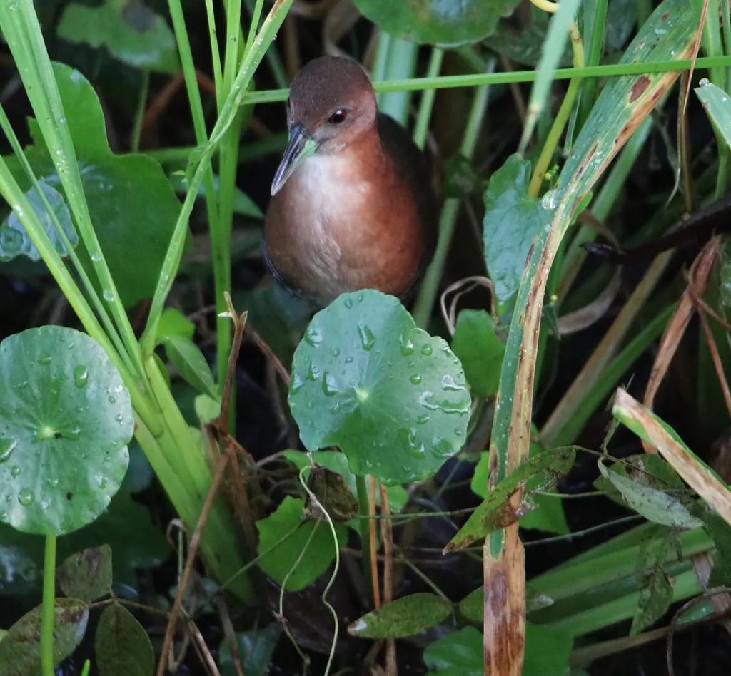 白喉田鸡(Laterallus albigularis)