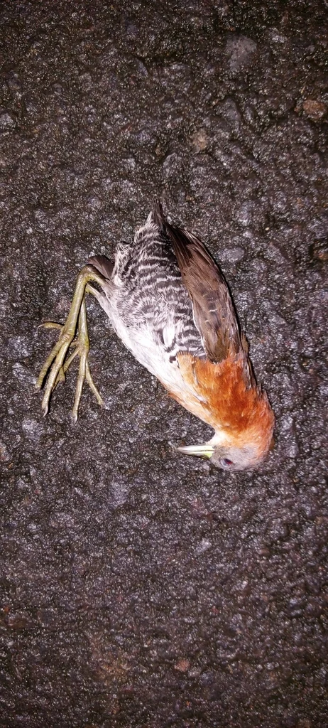 白喉田鸡(Laterallus albigularis)