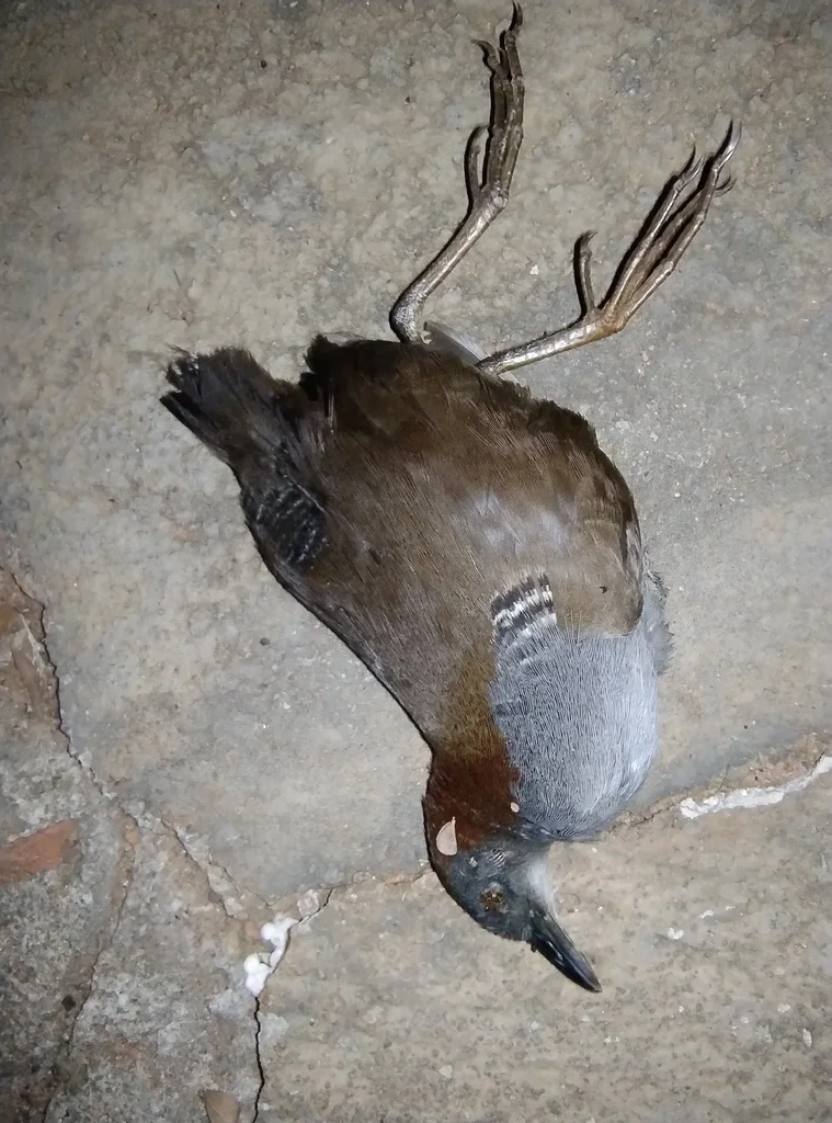 灰胸田鸡(Laterallus exilis)