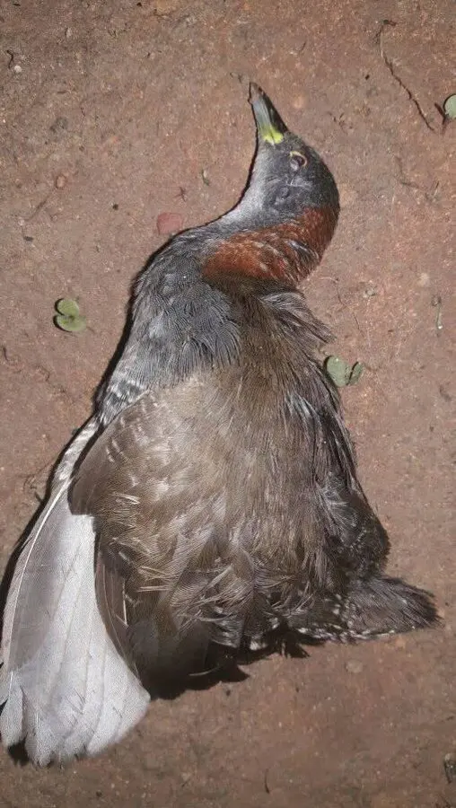 灰胸田鸡(Laterallus exilis)