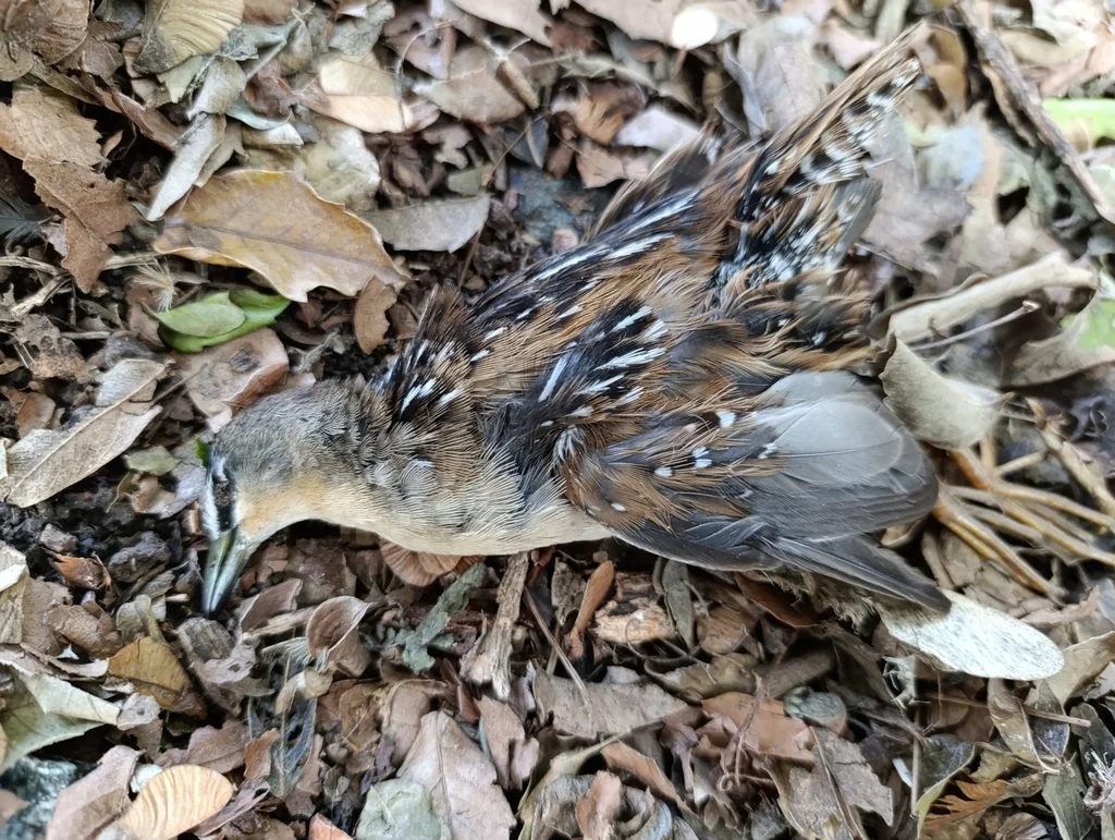 黄胸田鸡(Laterallus flaviventer)