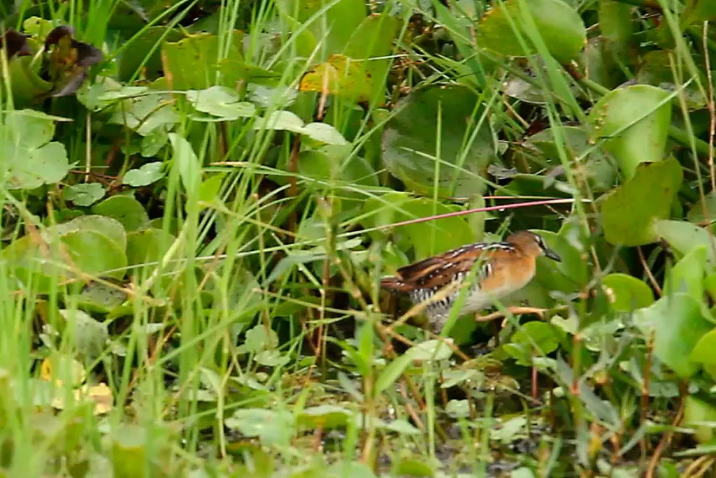 黄胸田鸡(Laterallus flaviventer)