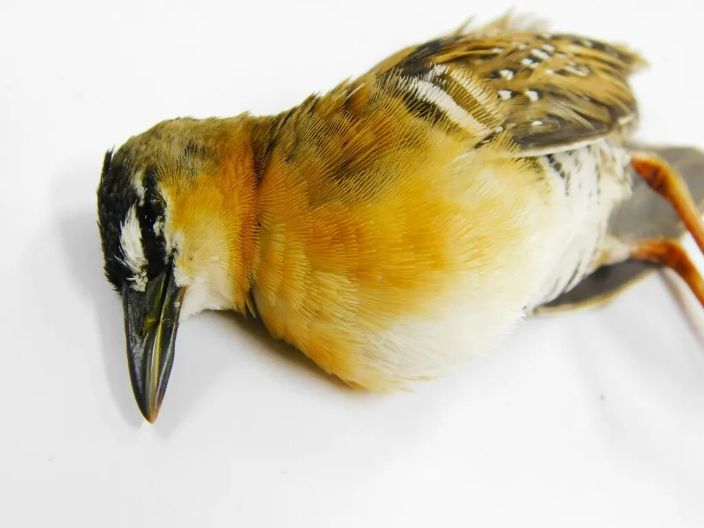 黄胸田鸡(Laterallus flaviventer)