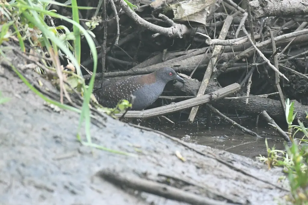 黑田鸡(Laterallus jamaicensis)