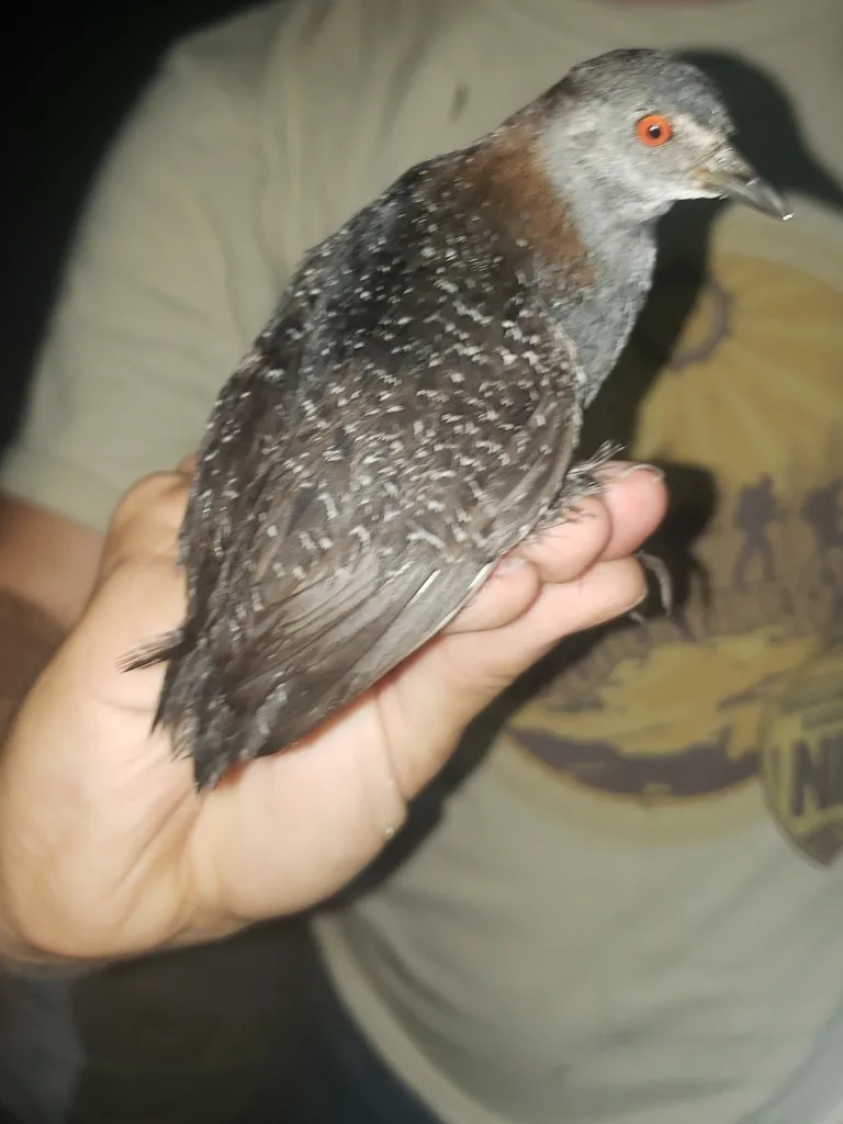 黑田鸡(Laterallus jamaicensis)
