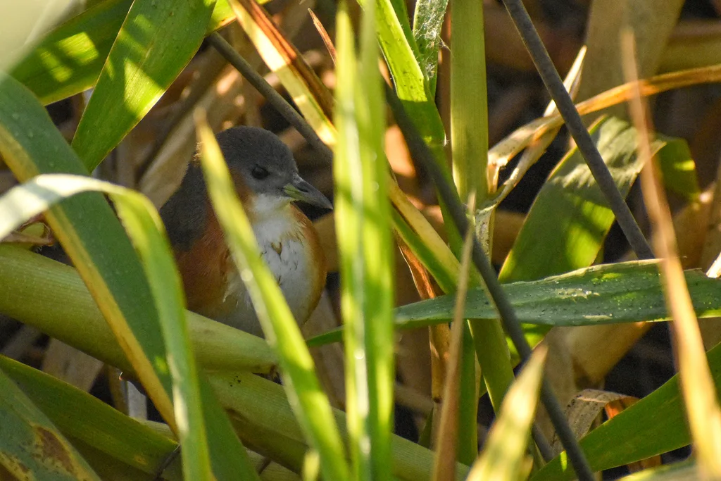 棕胁田鸡(Laterallus melanophaius)