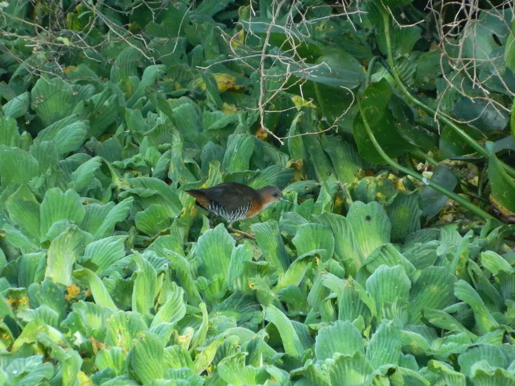 棕胁田鸡(Laterallus melanophaius)