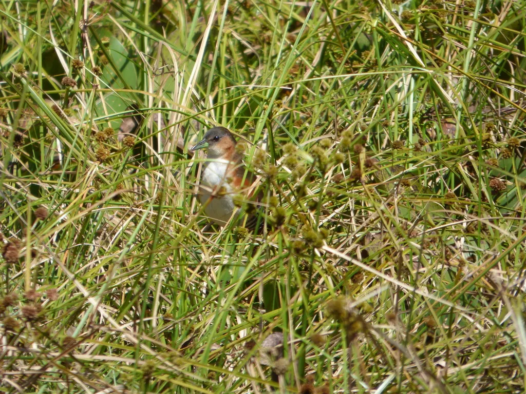 棕胁田鸡(Laterallus melanophaius)