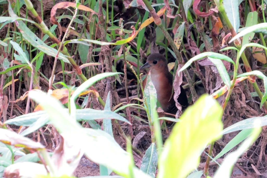 棕胁田鸡(Laterallus melanophaius)