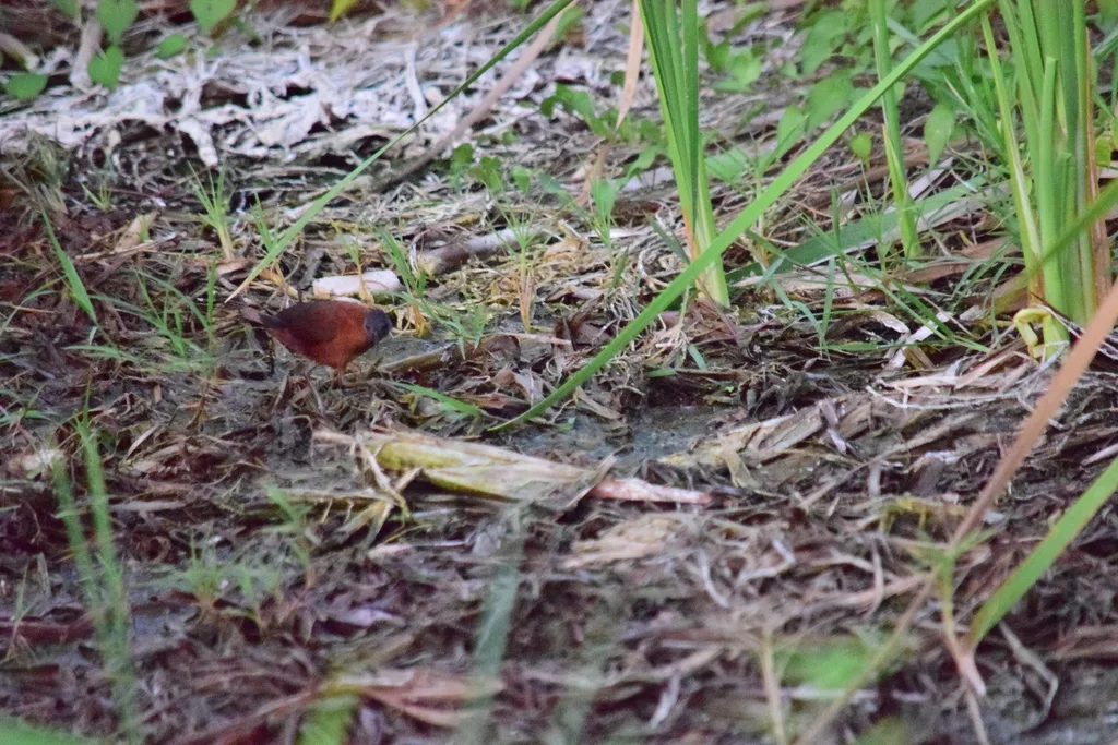 红田鸡(Laterallus ruber)