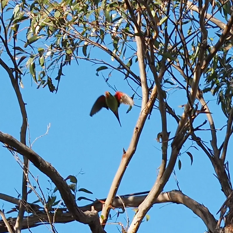 红尾绿鹦鹉(Lathamus discolor)